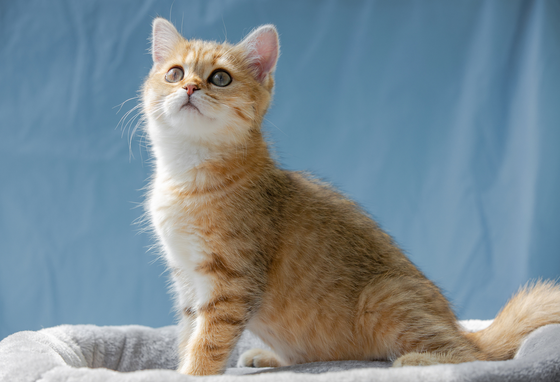 金点猫的纯度可以通过以下几个方面来评估:  11566 外貌特征:纯种