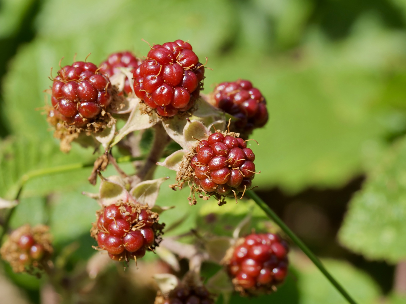 黄果悬钩子,又名黄莓子,莓子刺.半灌木状多年生草本.