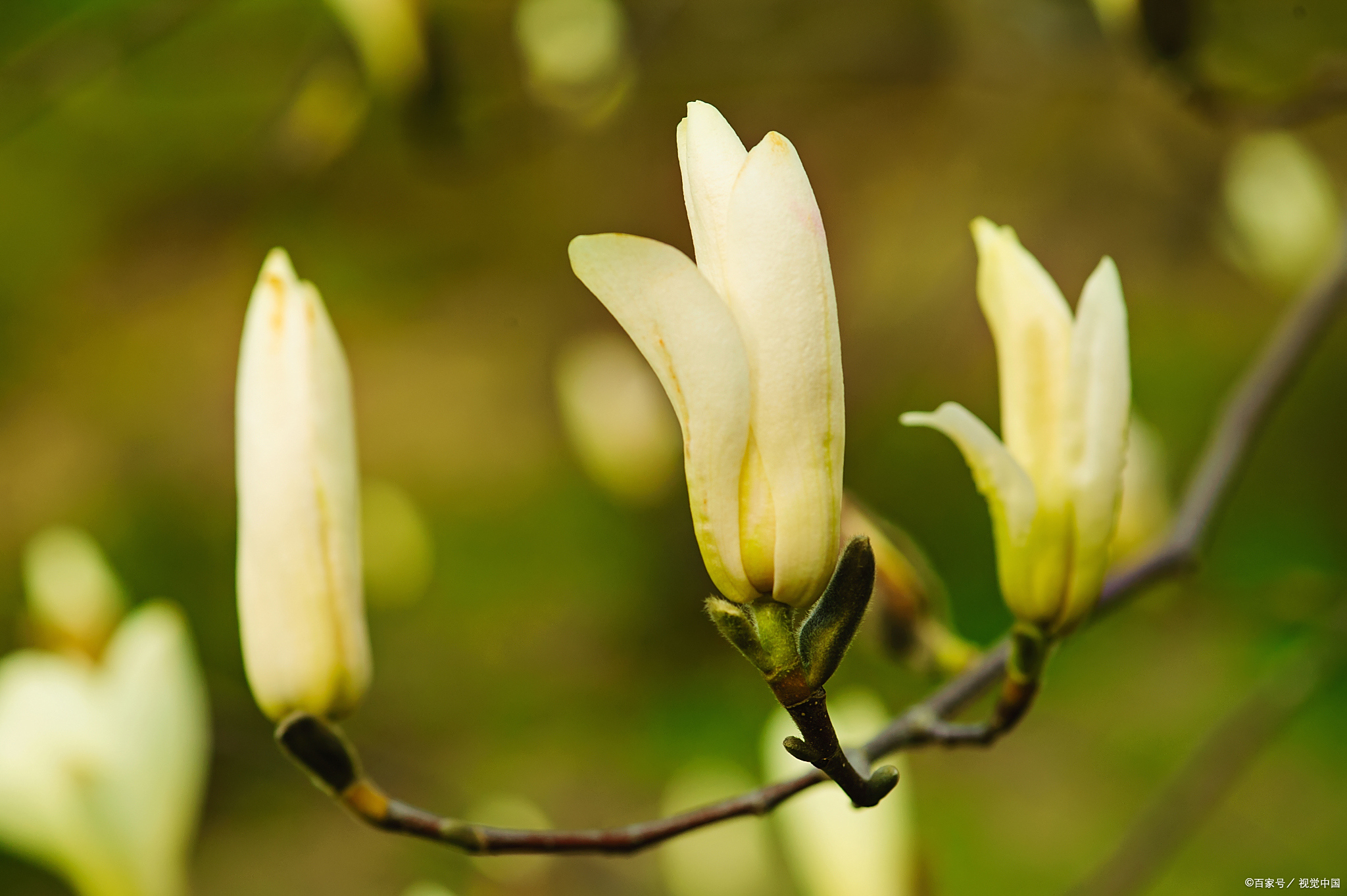 白兰花怎么养才长得好