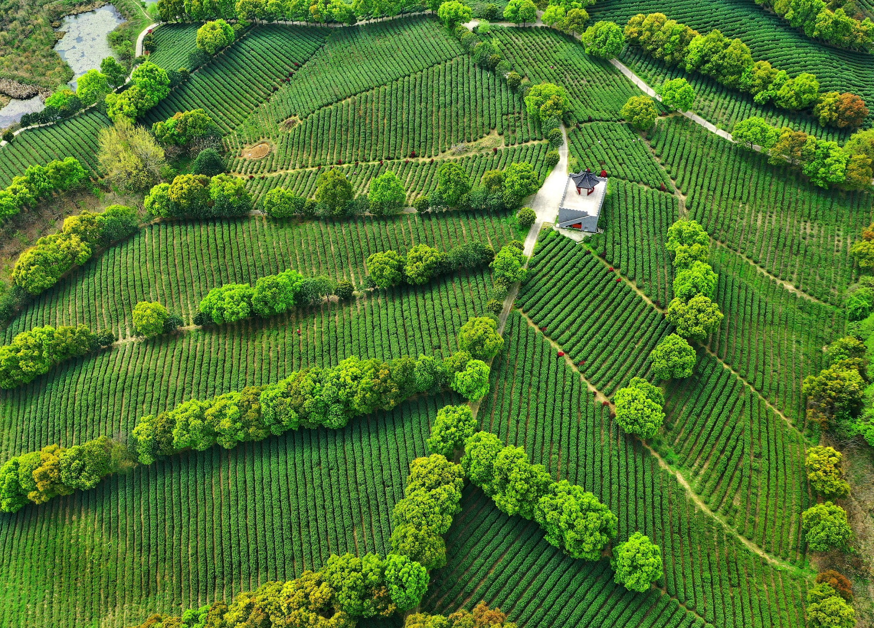 仲夏巡游指南#夏天去哪玩:夏日,杭州梅家坞茶园是不可错过的胜地.