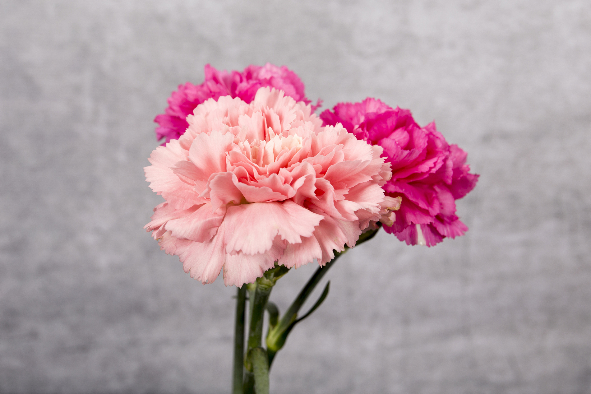 康乃馨是一种情感寄托和文化象征,代表母爱,家庭和美好生活.