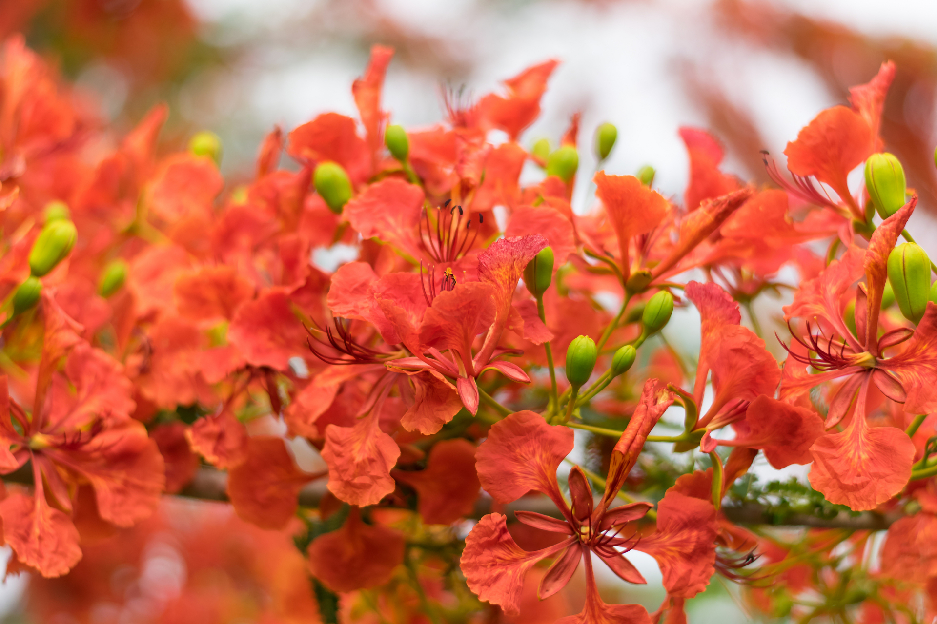 每到春天,凤凰花便如火如荼地盛开,将整个校园装点得格外美丽.