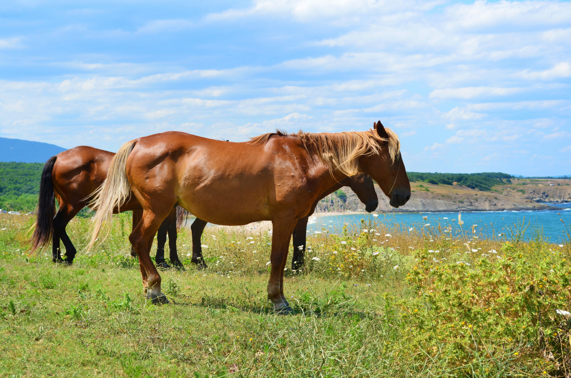 2024年属马人可挑选特定饰品旺财,如饕餮,马形,五行及特殊符号饰品