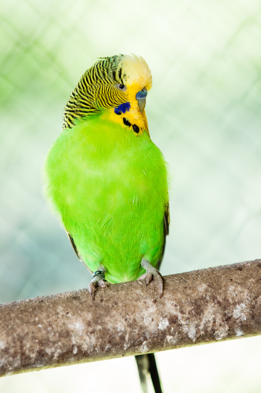 对于饲养的鹦鹉而言,它们也会面临这一天.