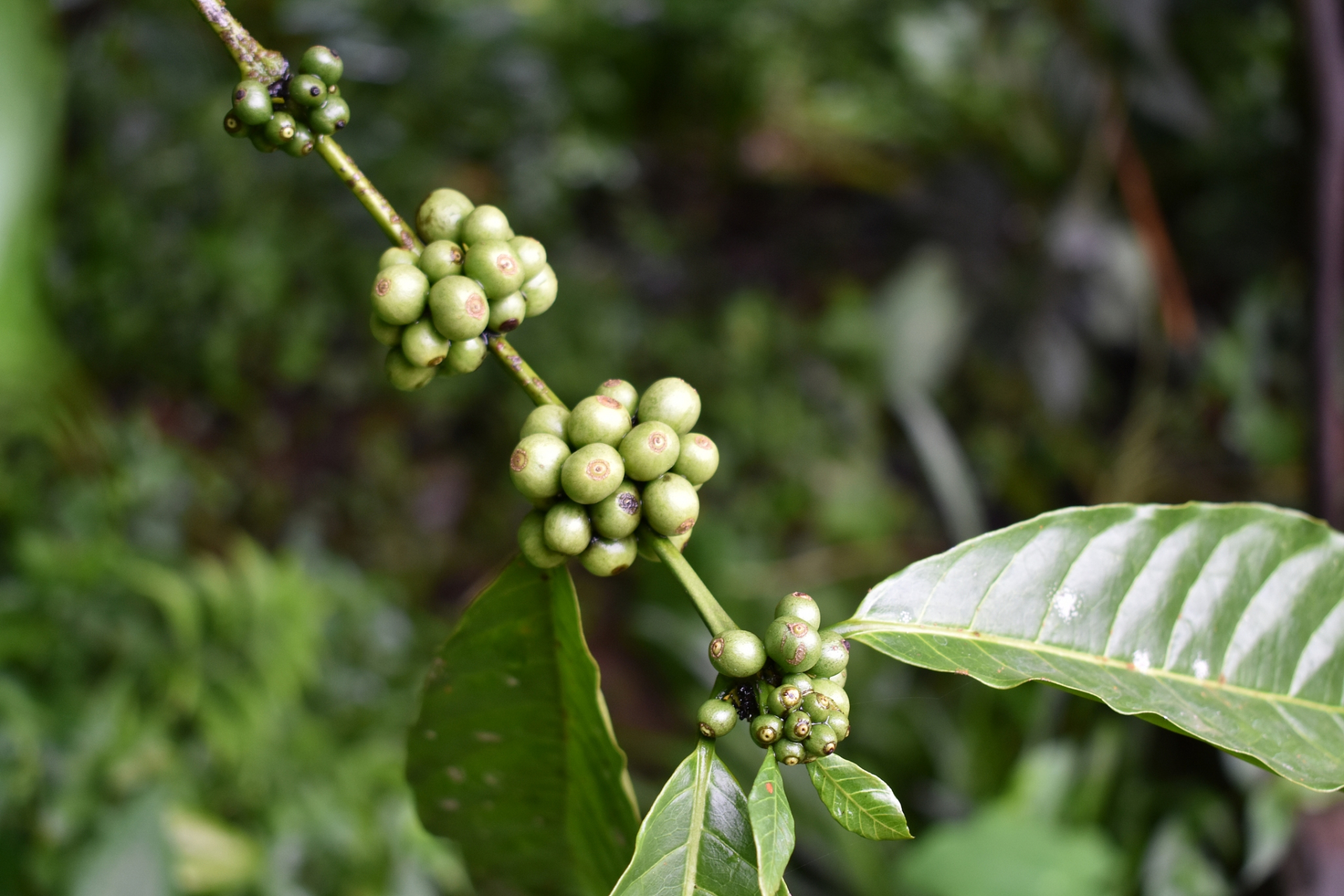 消炎止痛:野胡椒含有丰富的芳香醚类化合物,能够抑制炎