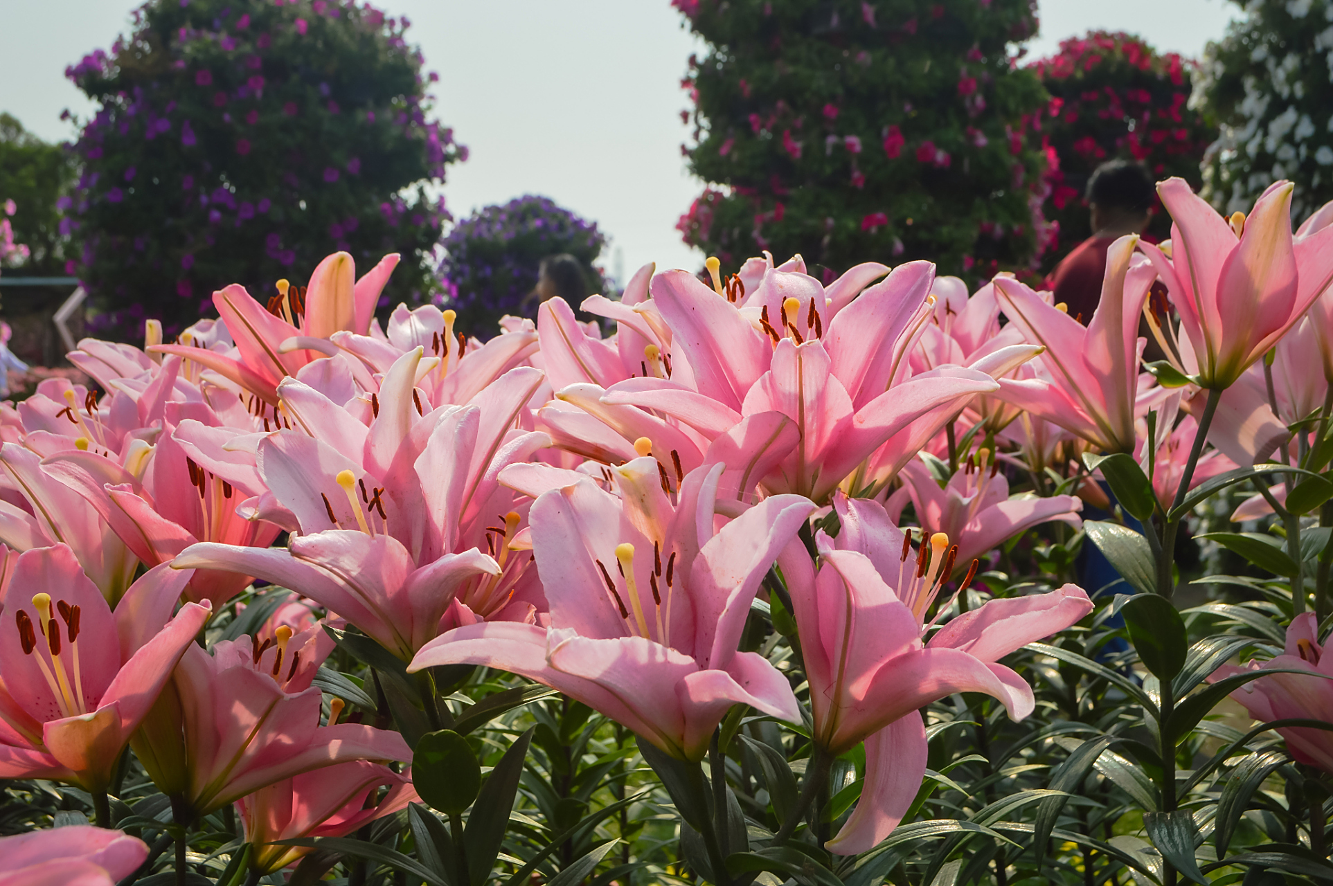 避免过度施肥和频繁移动.[原文:百合杜鹃花的养殖方法和注.