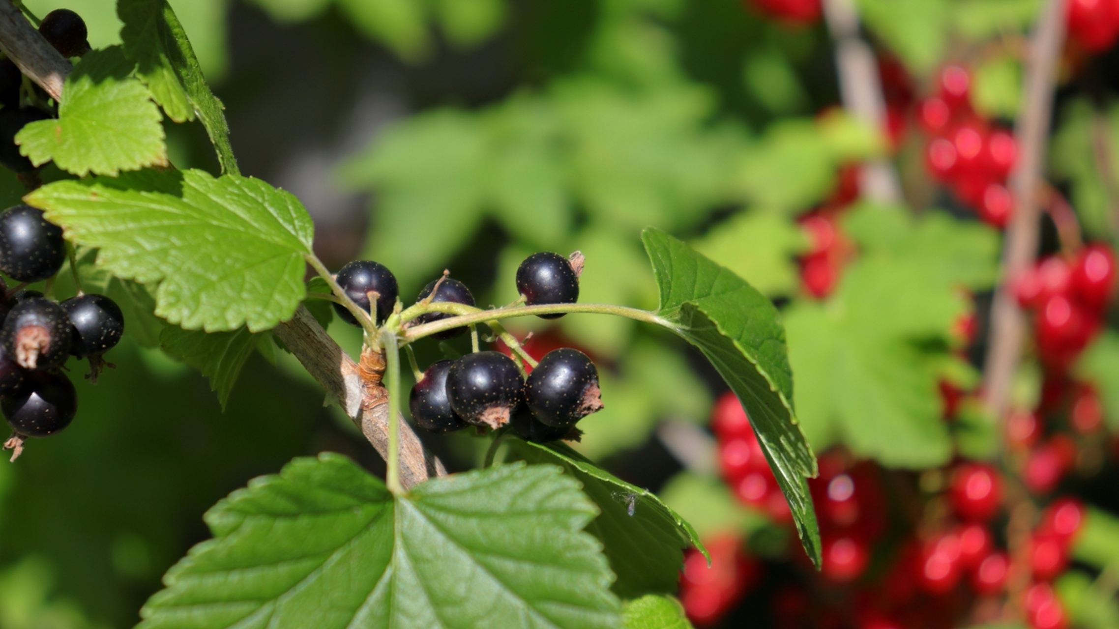 总体来说,未经处理的龙葵包括它的果实都是有毒的那么该如何处理呢?