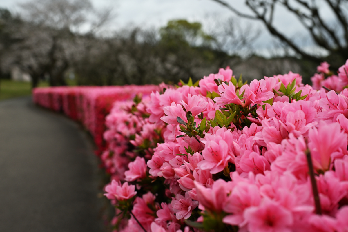 全城繁花绽放,置身花海中,追春日繁花时,深深地感受到了南昌在这个