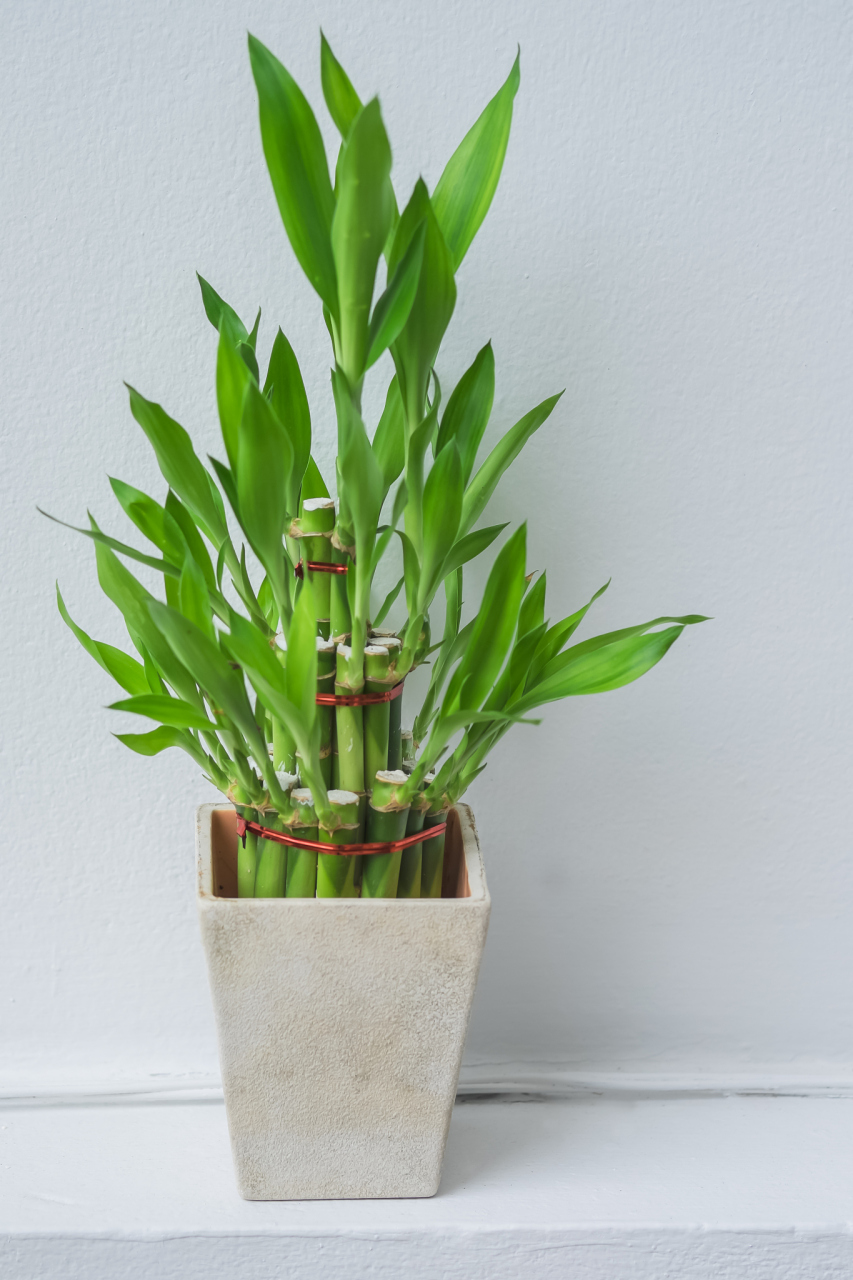 富贵竹,又称万寿竹,开运竹,富贵塔等,是一种常见的室内观叶植物,因其