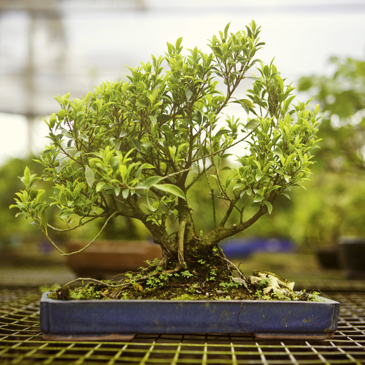 小叶赤楠的修剪技巧包括选择适宜的时间,剪除杂乱和过密的枝条,保持