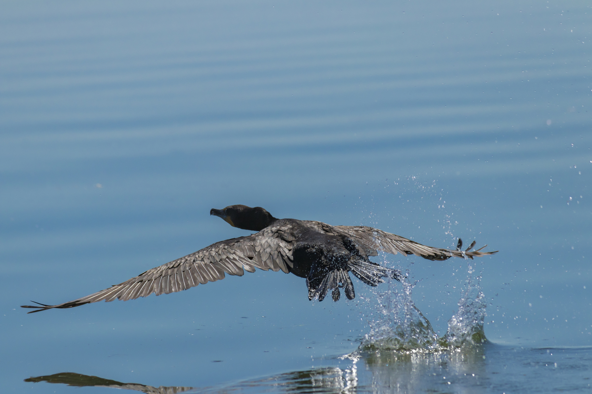 "一只鱼鹰在水面上啄出一个酒窝,便叼走了一尾鱼.