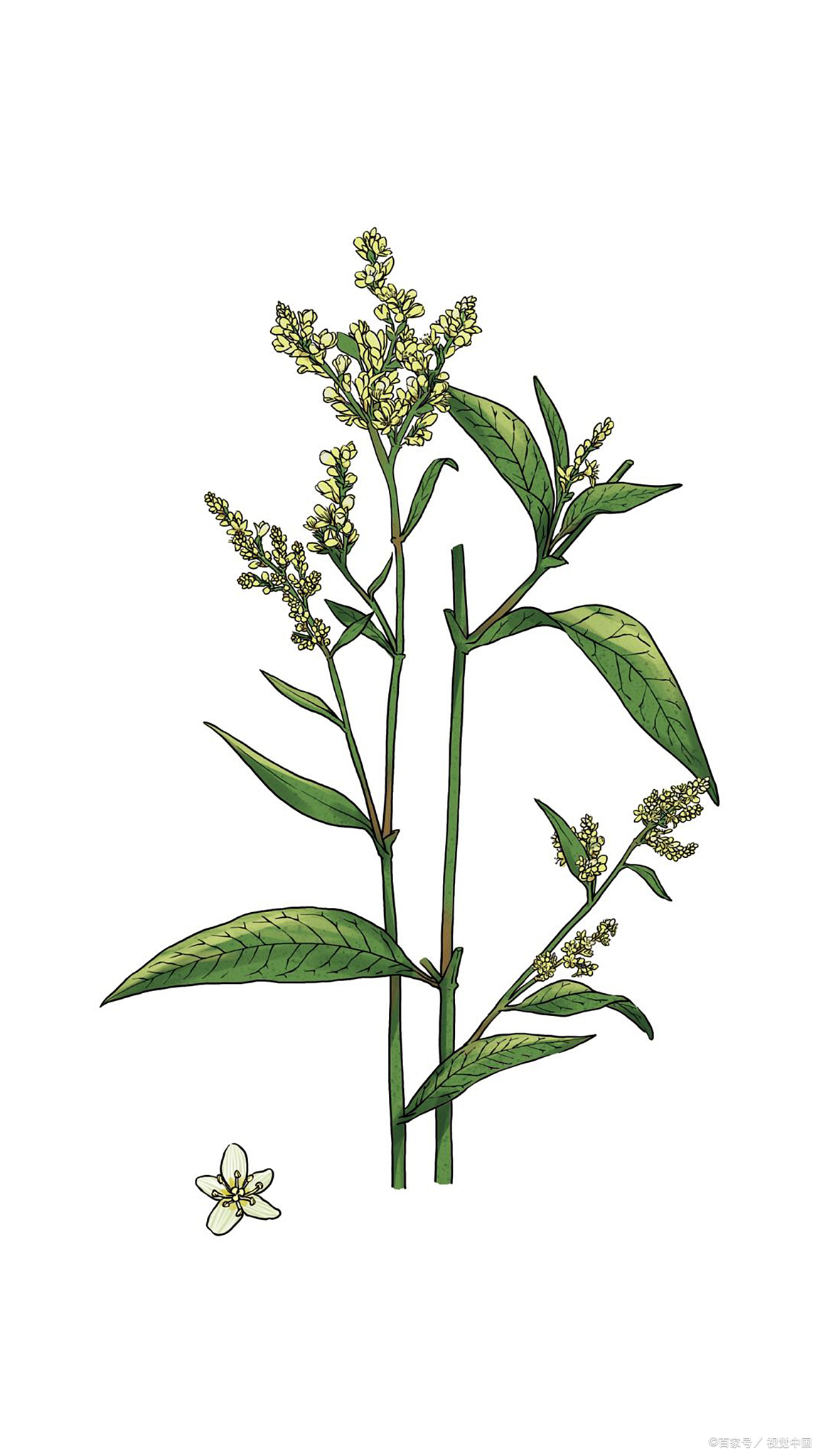 中药生晒参与葶苈子配伍治疗原发性鞘膜积液(水疝)临证思路解析【参考