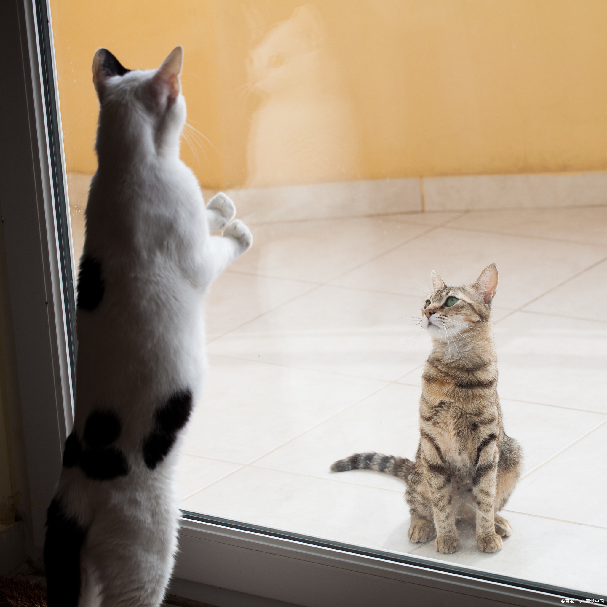 揭秘!猫咪神秘行为背后的真相,站起来竟然是为了