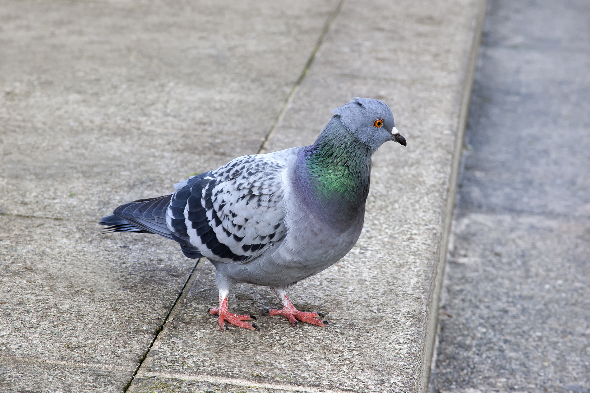 圆环鸽子是和平与自由的象征,起源于诺亚方舟的故事,被视为神圣和祝福