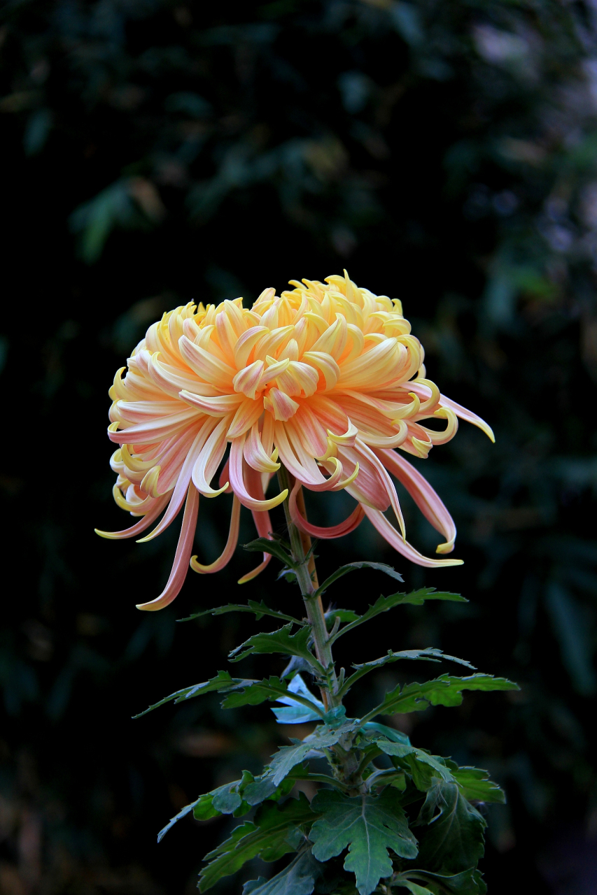 秋菊,也被稱為菊花,別名九華,黃花,帝女花,是名貴觀賞花卉,品種繹達