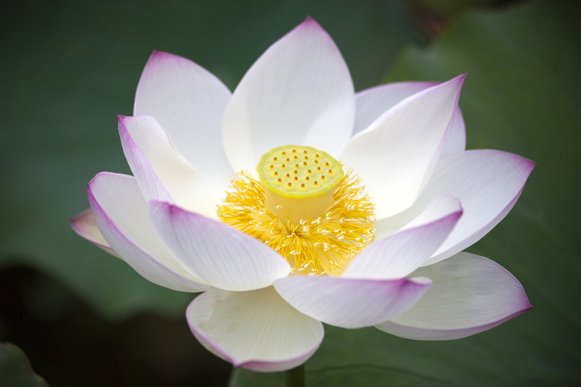 98 《爱莲说》:一朵花的哲学 03  啊,说到周敦颐,他可是个"莲花控