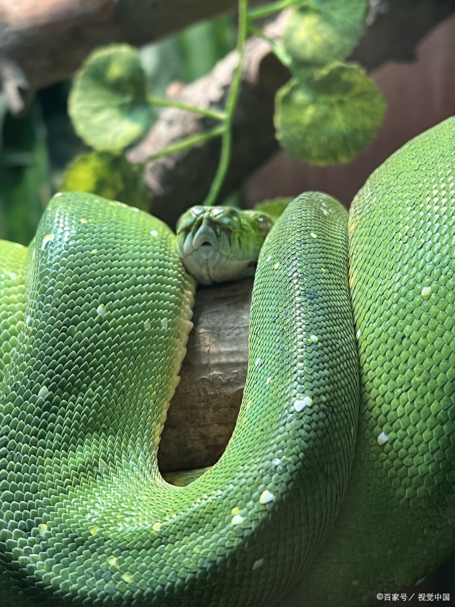 23年蛇生肖运势如何呢(2023年属蛇运程)