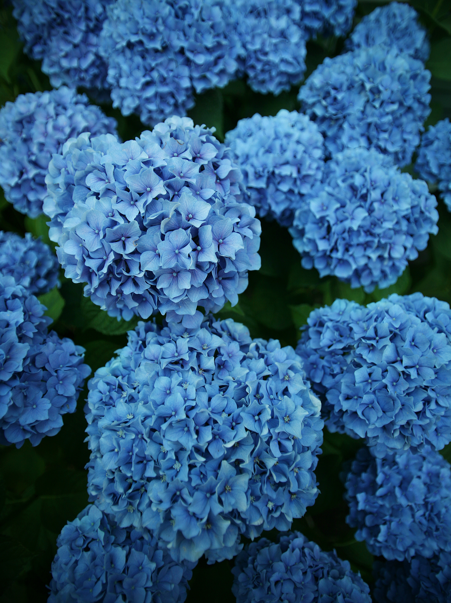 绣球花在零下寒风中能挺立多久?揭秘它的耐寒极限!