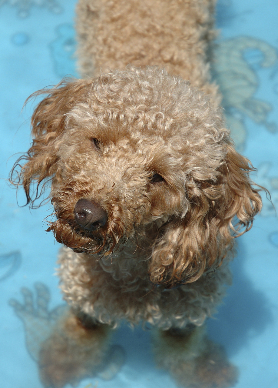 确保泰迪犬的安全是享受游泳乐趣的关键.[原文