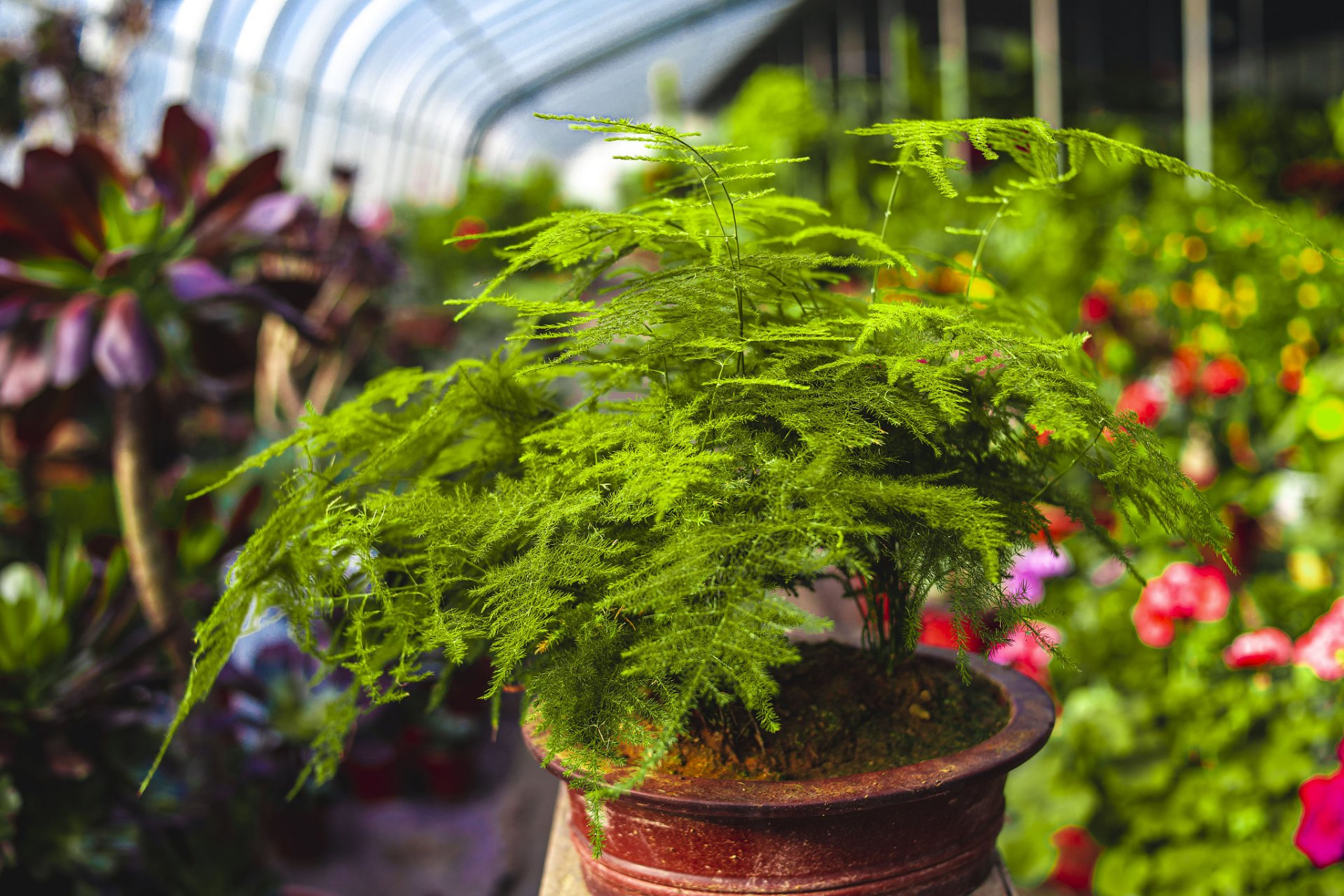 文竹的养护方法包括选择合适的盆土,合理浇水,控制光照,适当施肥,修剪