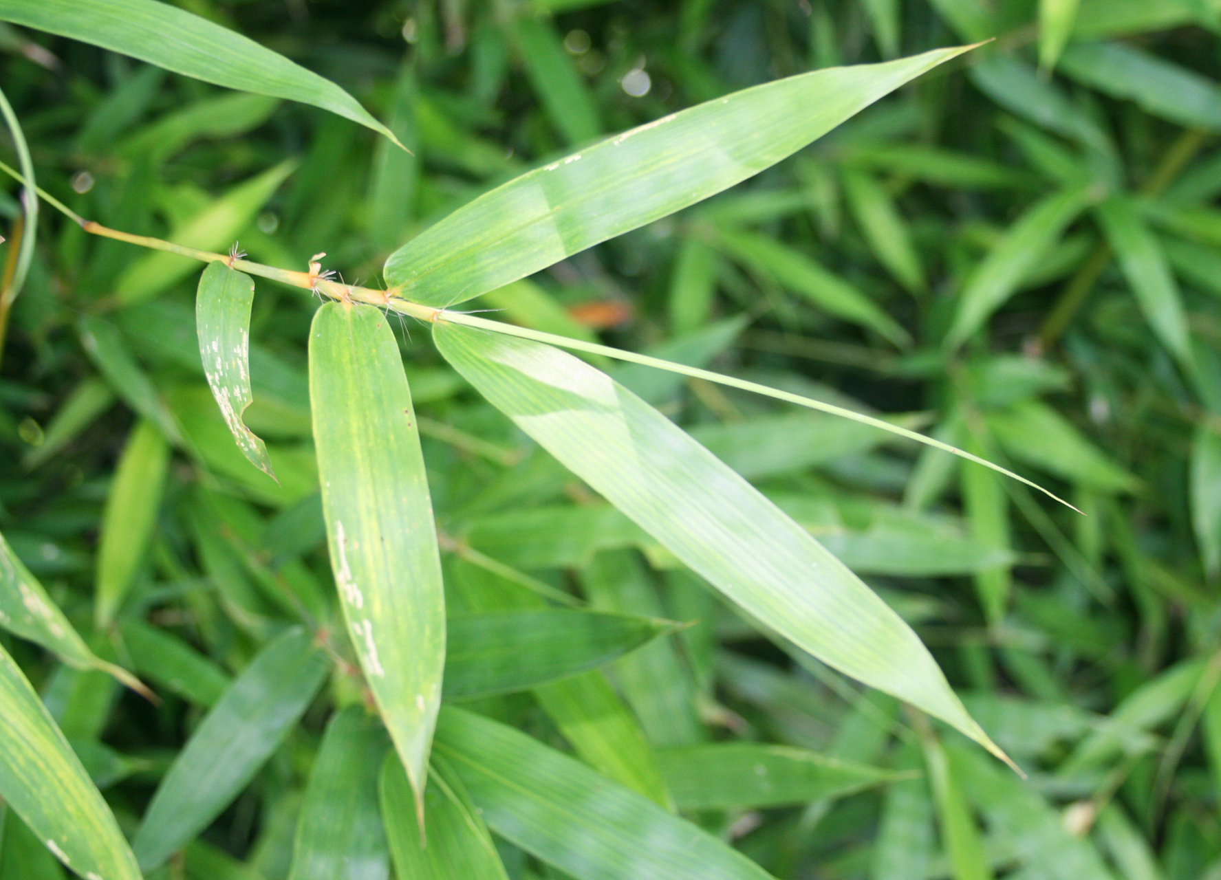 淡竹叶的处理方法  淡竹叶是一种常见的竹类植物叶子,它们在中国一些