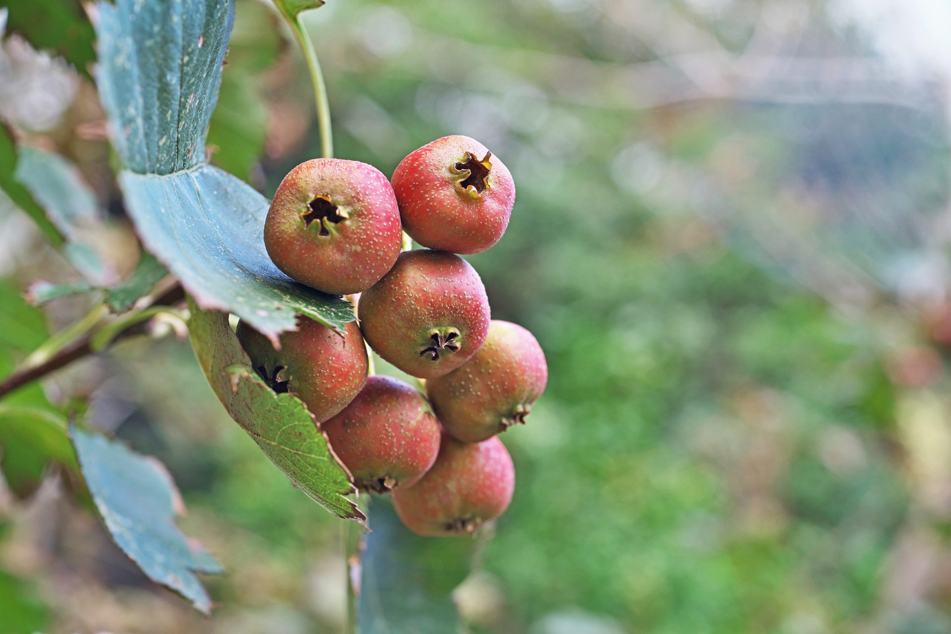 山上的野果,普通而又不普通 野山楂是一种生长在山坡或是野外的野生