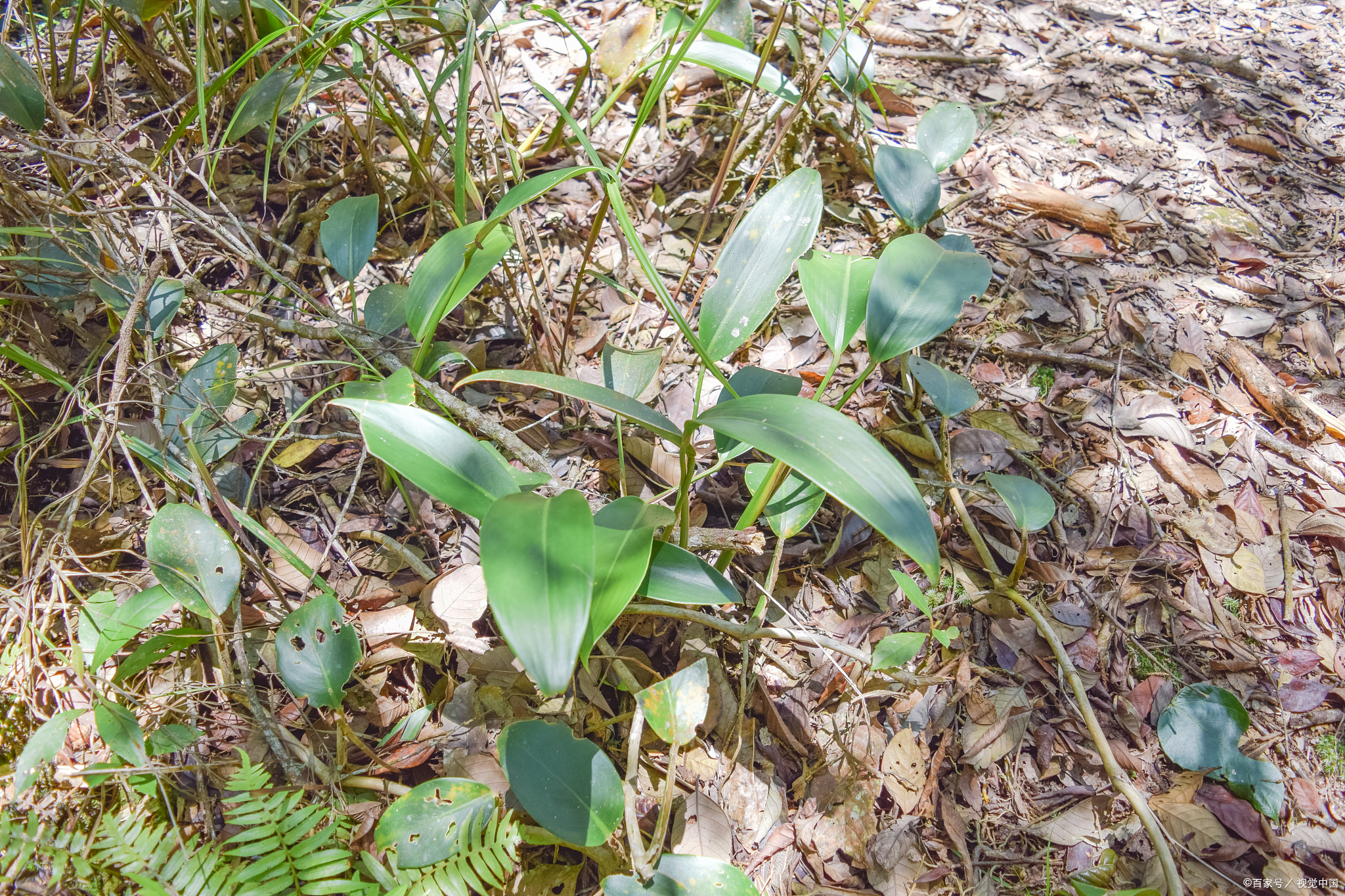 每日一味:石韦,又名石韦草,石韦叶