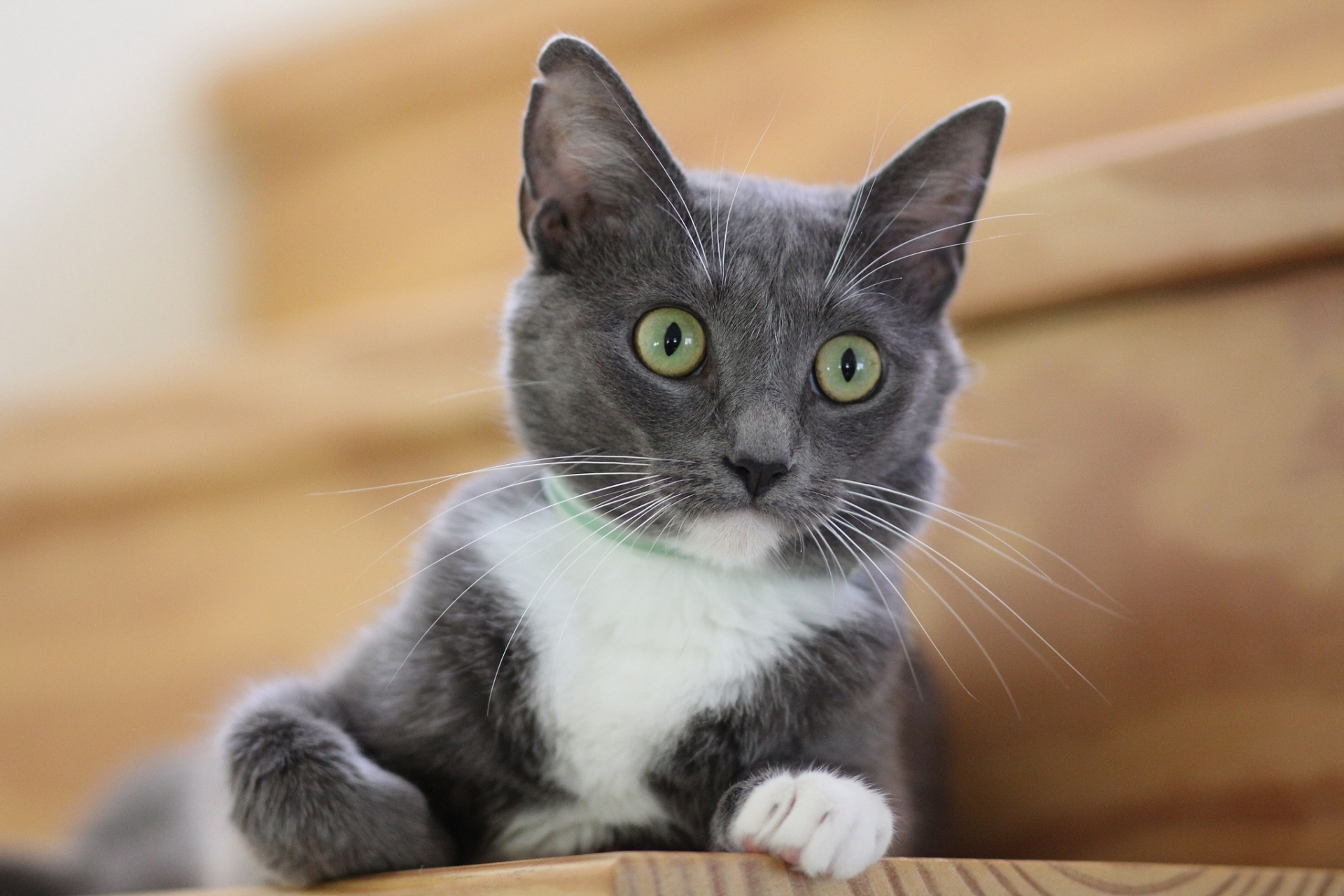 英国短毛猫的淡灰白相间毛色通常呈现出浅灰色和白色的斑块或条纹,给