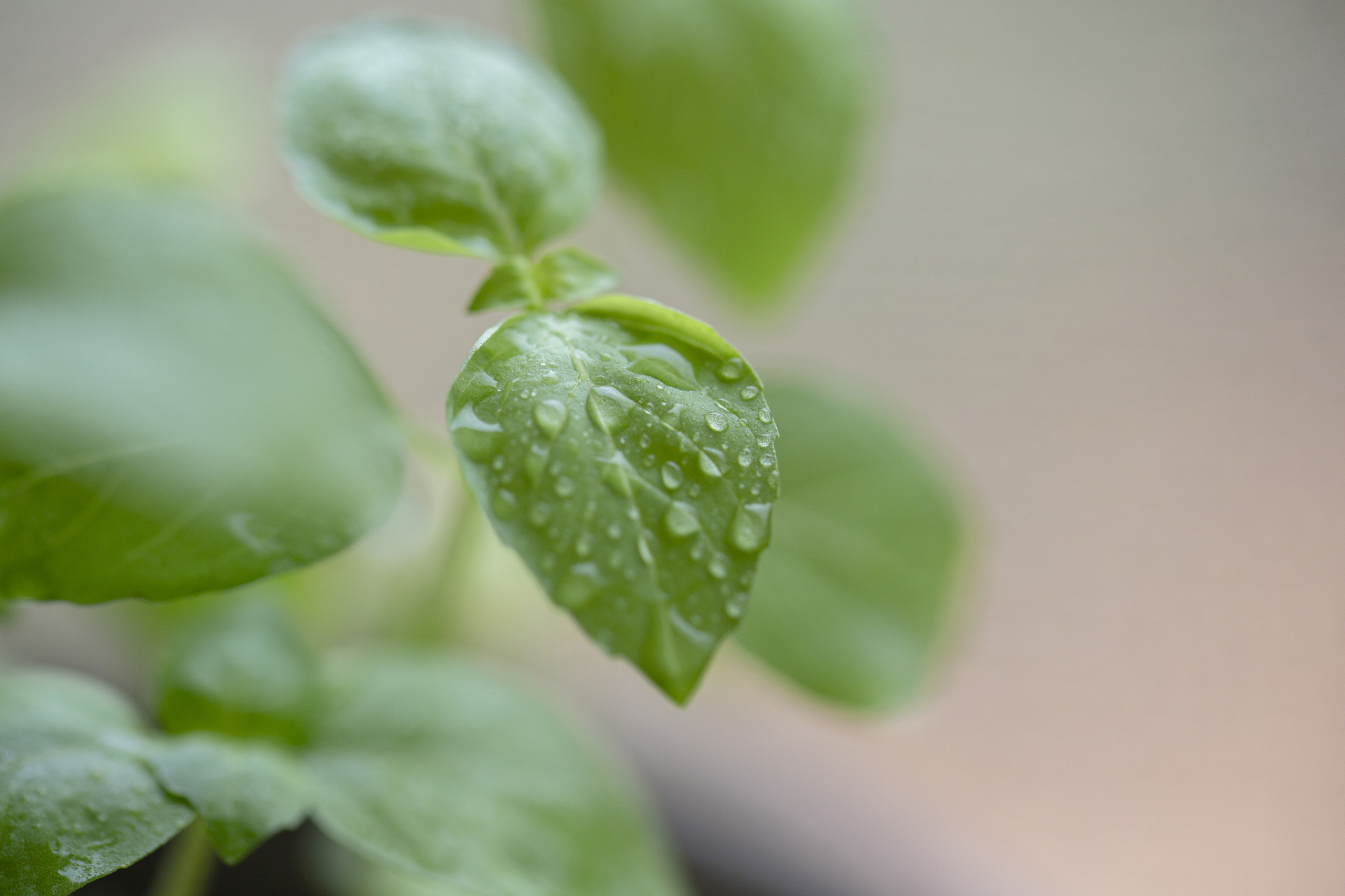 绿色观赏植物图片大全图片