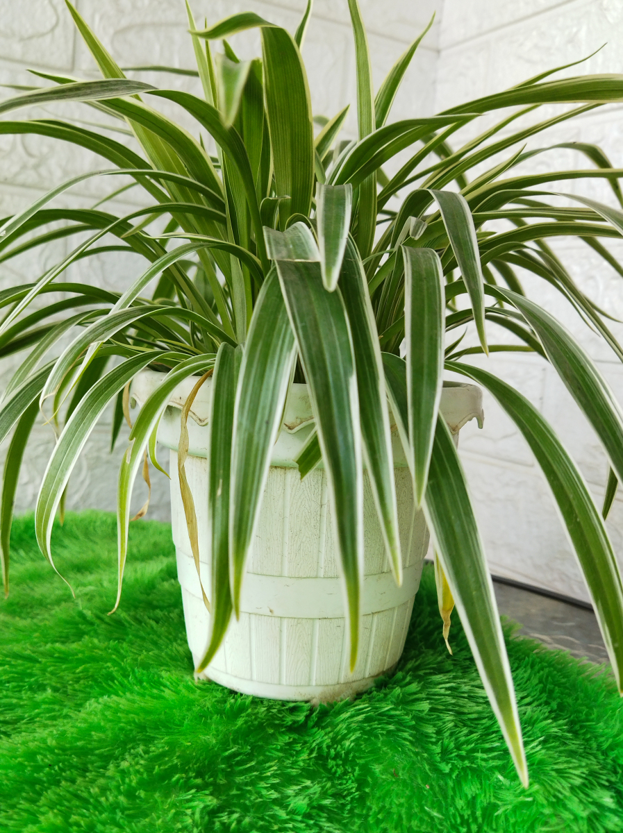 高花盆适合养什么花图片欣赏