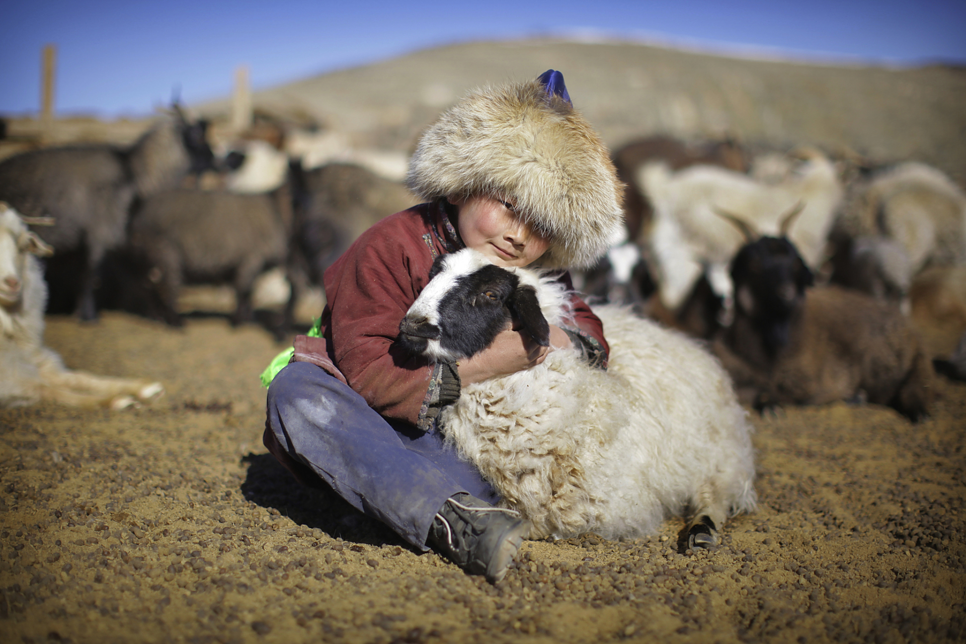 " 放羊娃:"挣钱娶媳妇.