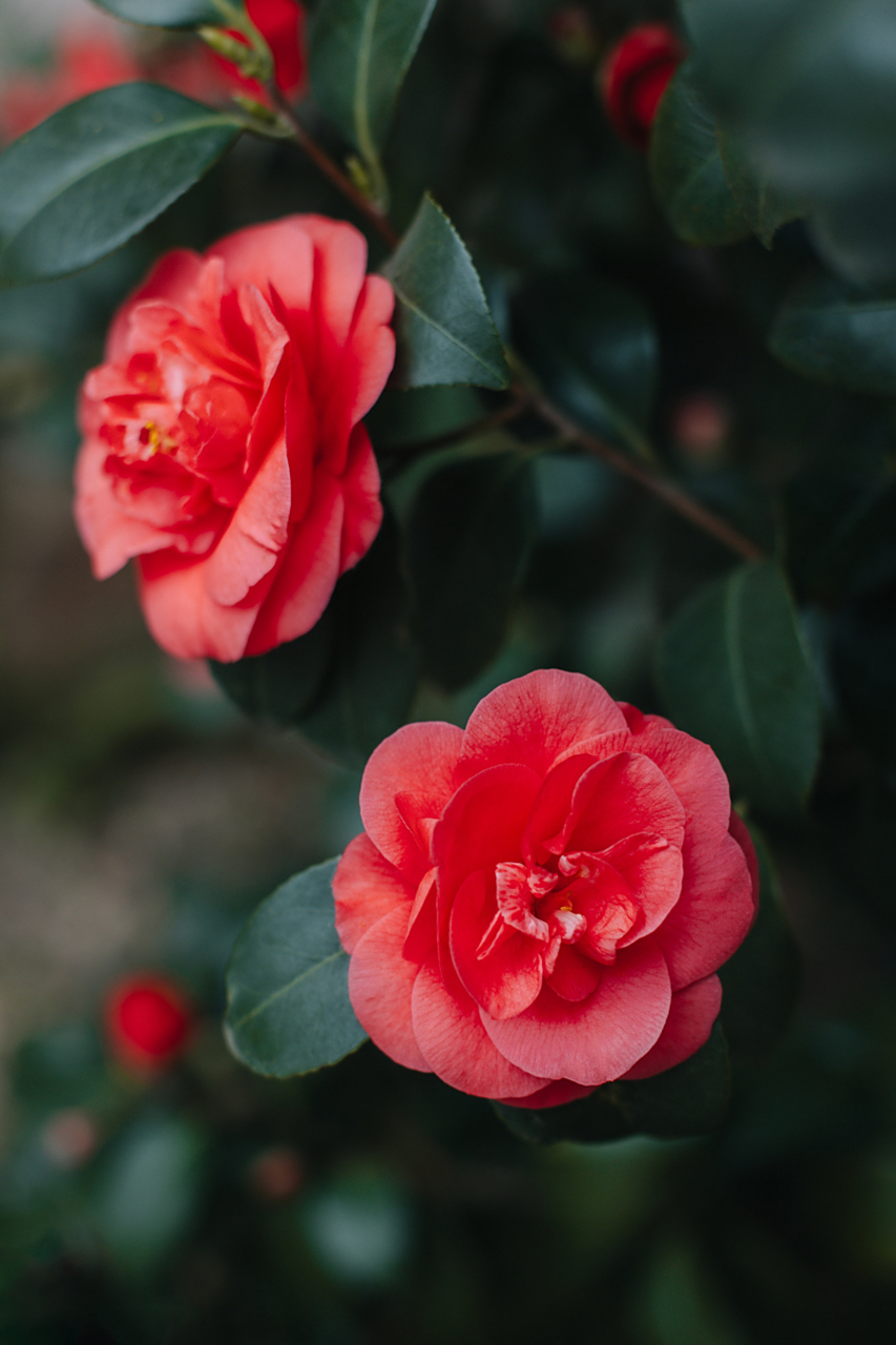 定期修剪,防治病虫,方能让茶花绽放璀璨笑容.