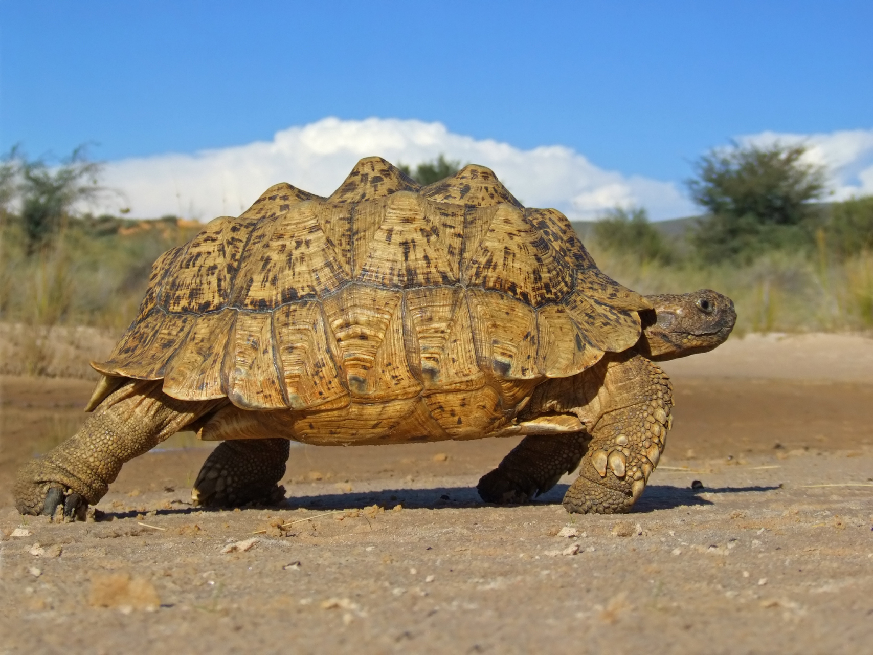 【苏卡达陆龟的分布】苏卡达陆龟,原产地位于非洲撒哈拉沙漠南缘,也就