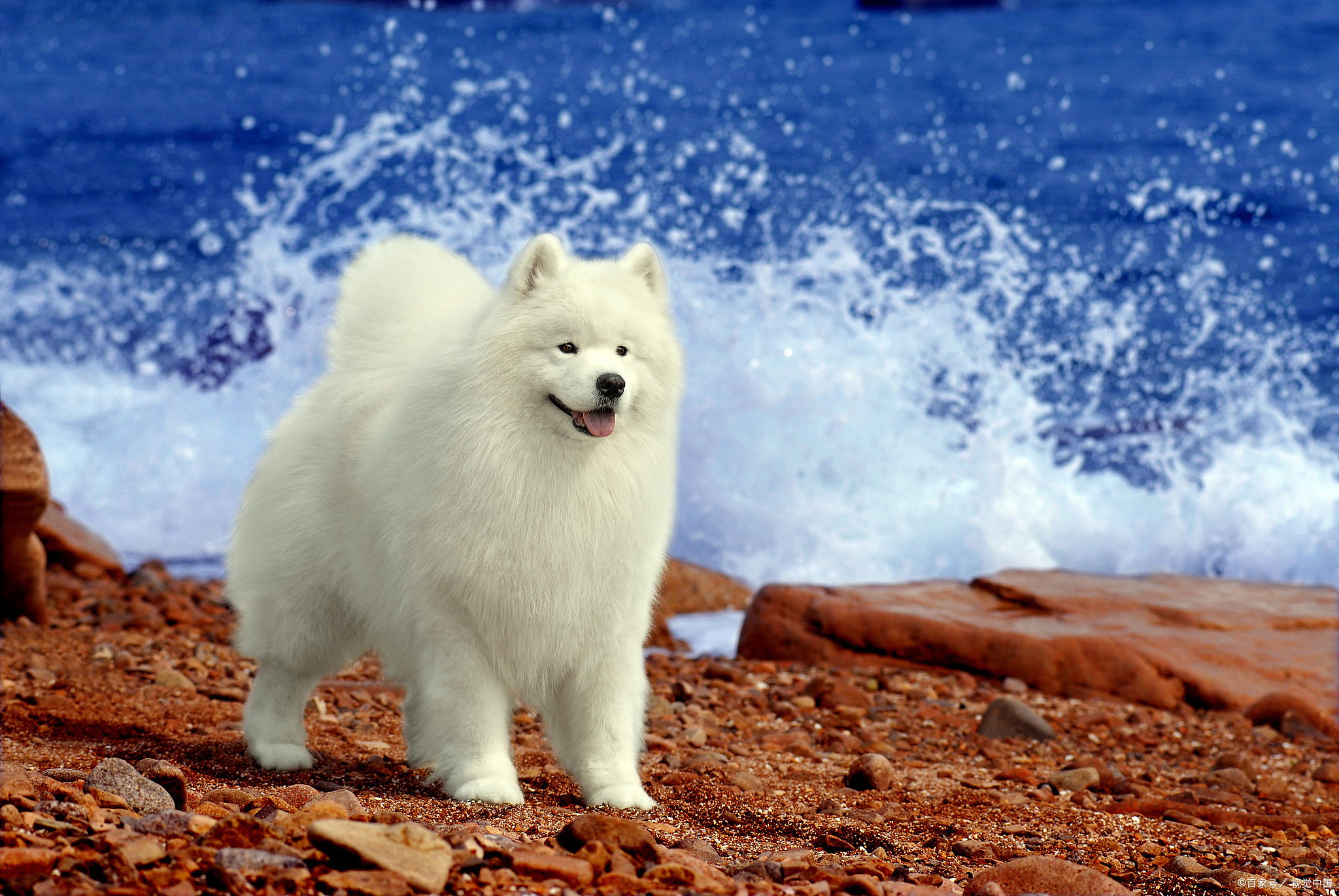 萨摩耶犬性格温顺吗?萨摩耶:性格温顺的雪球小精灵