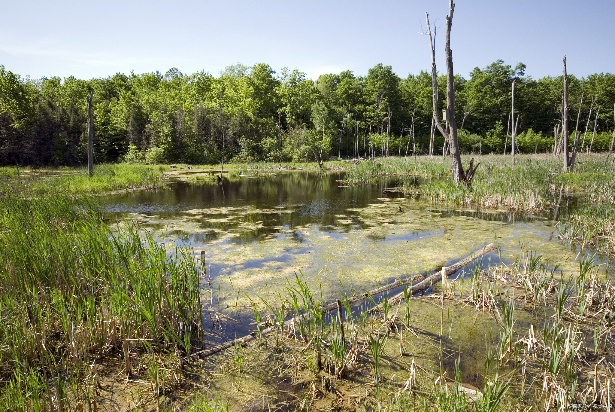 沼泽地是怎么形成的