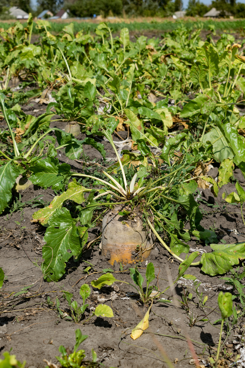 肥害烧根会自己恢复吗 植物遭受肥害烧根后,能否自行恢复取决于损害的