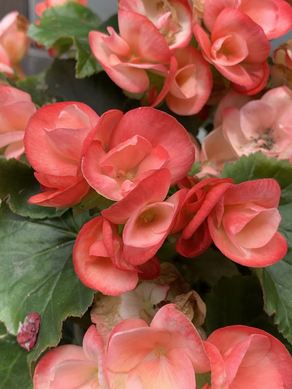 玻璃海棠是一种美丽的花卉,扦插是其繁殖的常见方法.