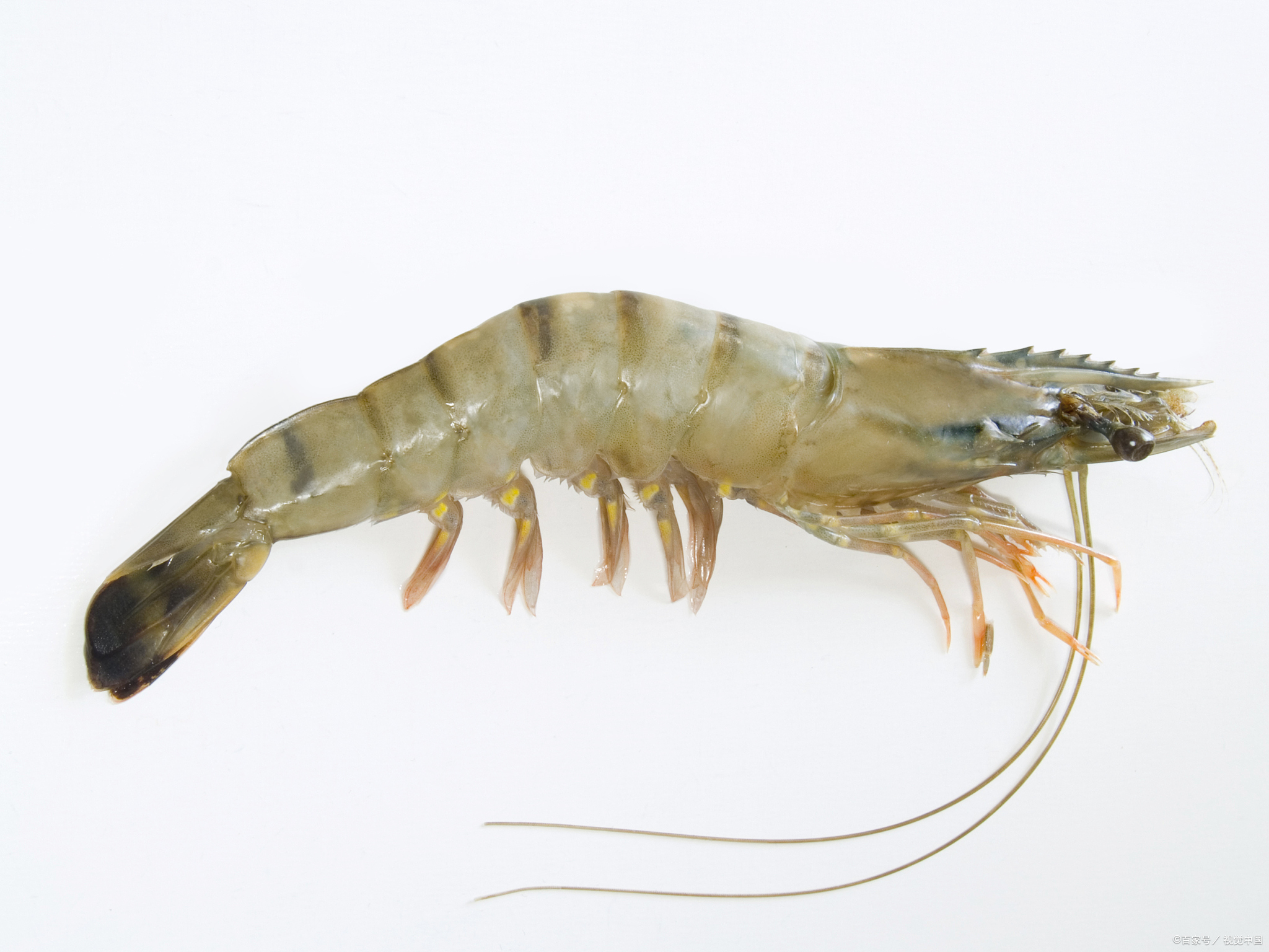 今天,就让我来为大家揭秘水煮虾一天吃几个最好,以及如何烹饪出最