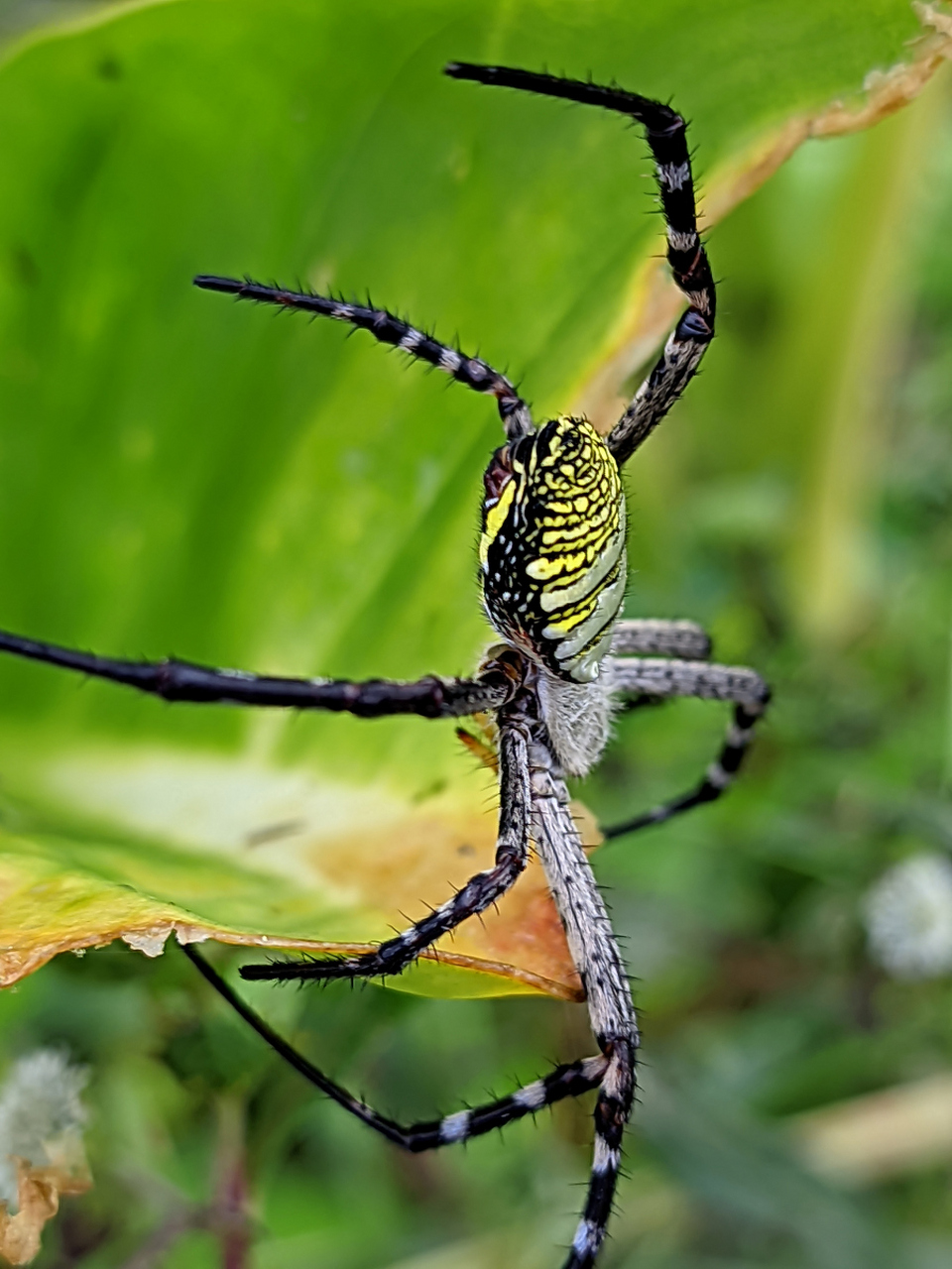 饲养蜘蛛是一项充满乐趣和挑战的爱好.