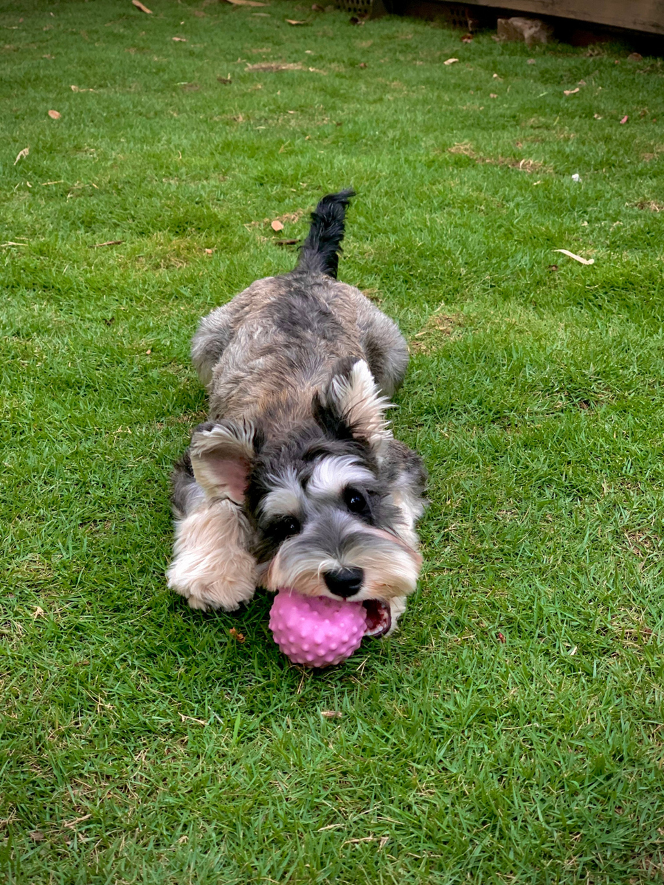 迷你#雪纳瑞# ,一种源自德国的犬种,是通过普通雪纳瑞犬和小型犬杂交