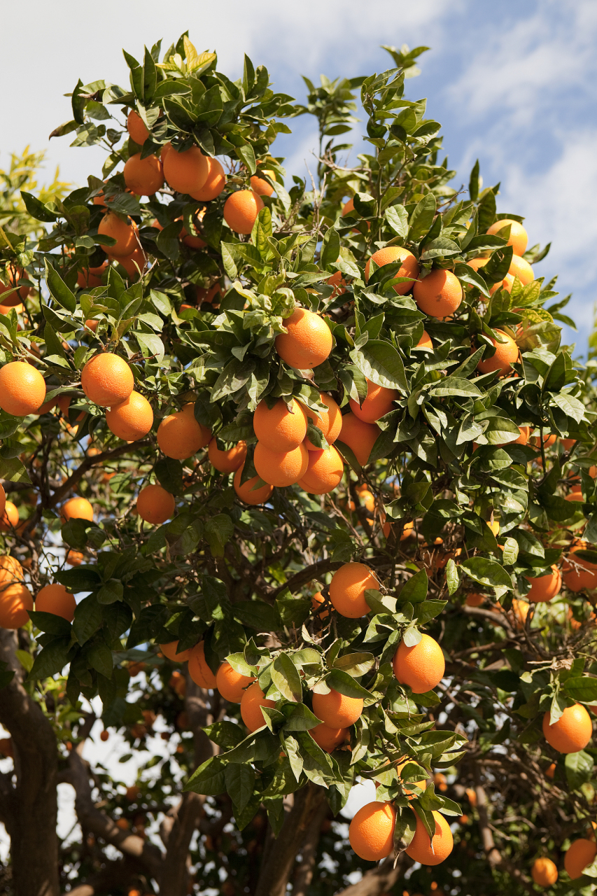 **及时排水**:暴雨后应立即排除果园内的积水,保