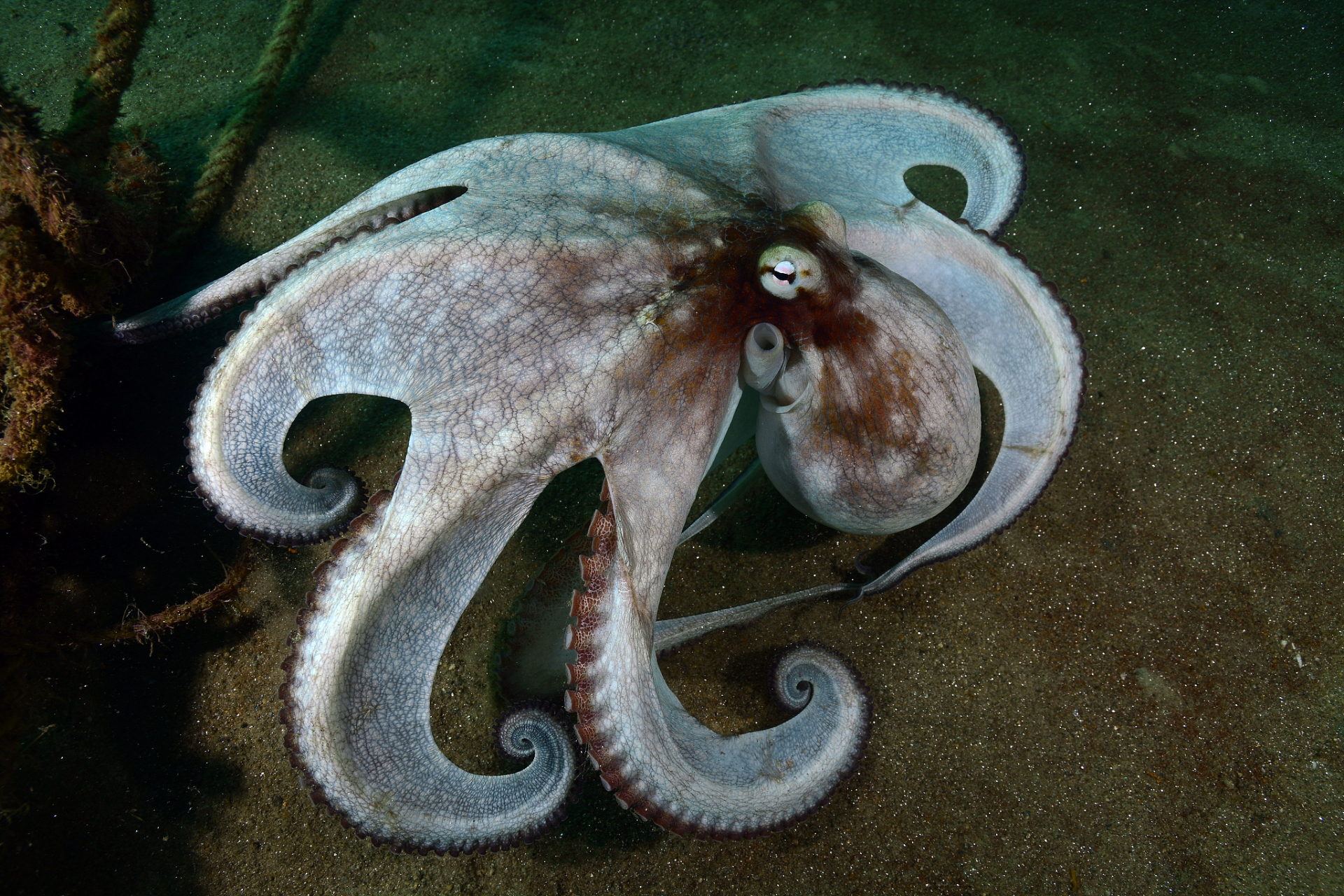 章鱼在许多文化中都有重要地位,其栖息地应受到尊重和保护