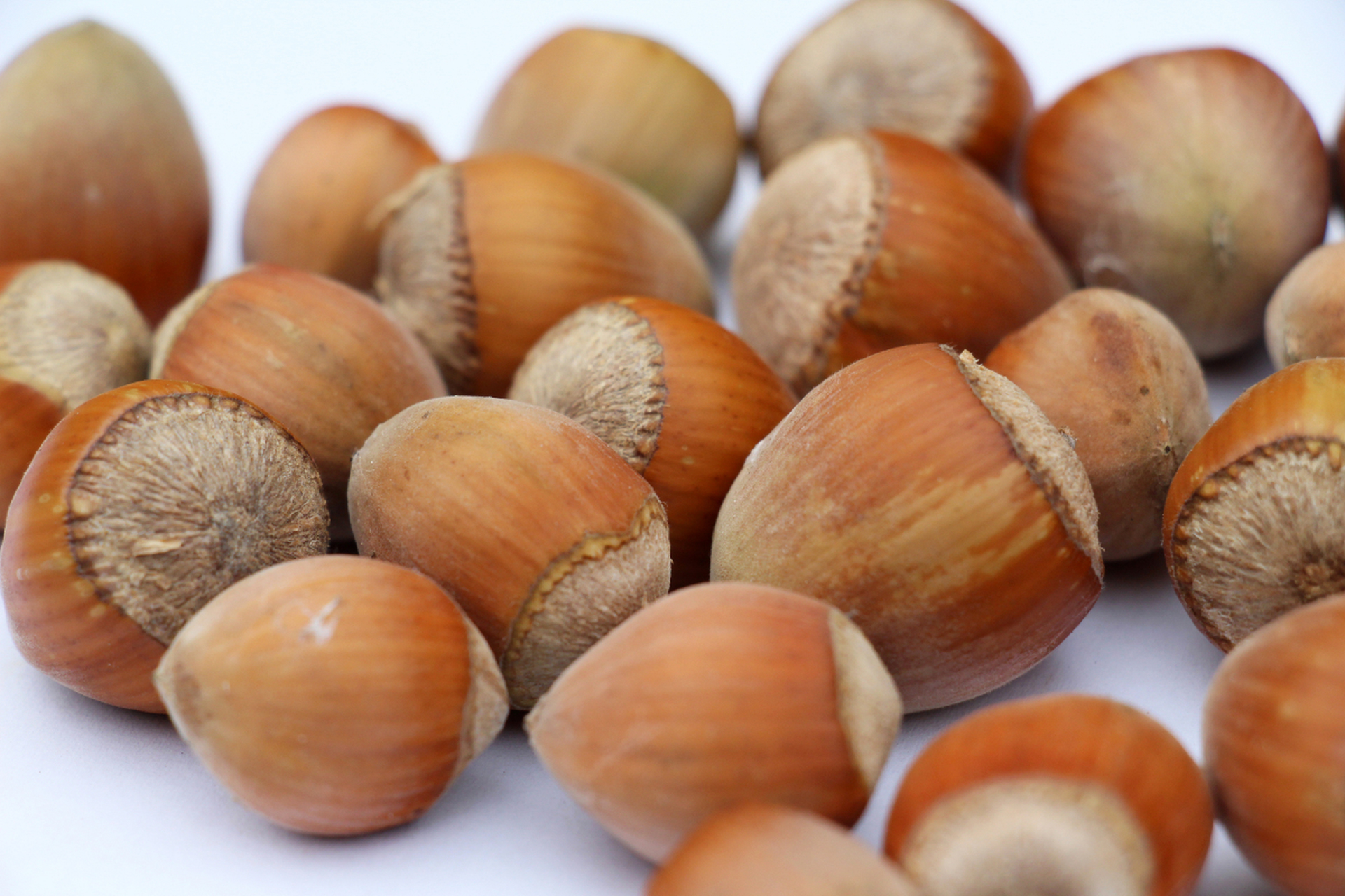 11566 榛子的简介 榛子是一种坚果,通常呈圆形或椭圆形,外表有一