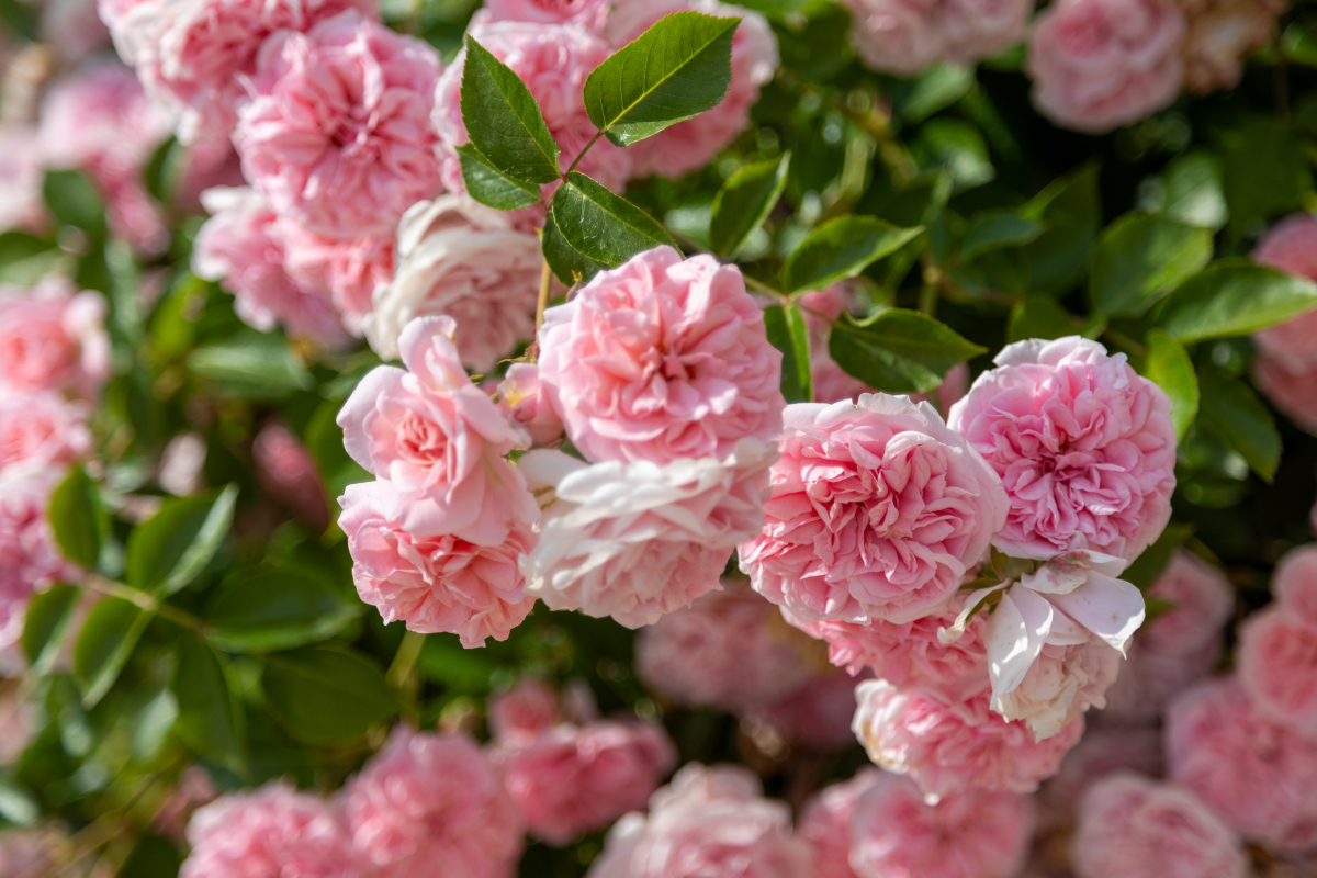 蔷薇花一簇一簇盛开,绵延百米,满墙的粉色花瀑,浪漫至极