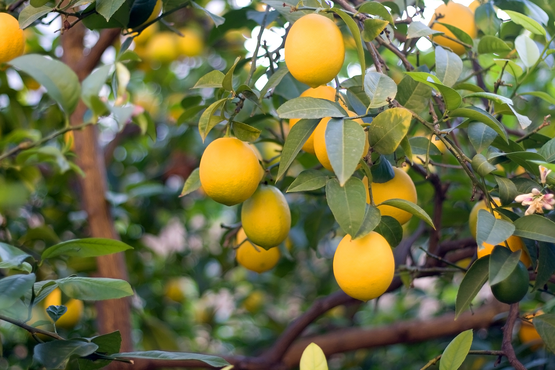 柠檬树是一种果树,果实酸甜可口且富含维生素c.