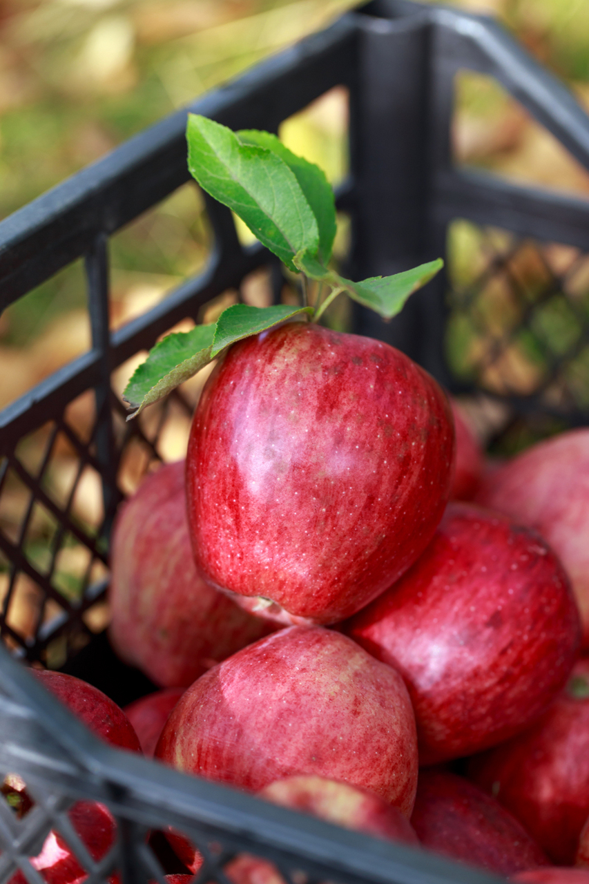 尝过商洛核桃的香脆吗?宜川苹果甜汁四溢,欲罢不能.