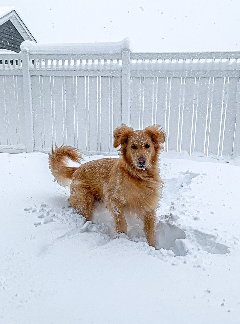 冬天的早晨,小刚发现自己的小狗在雪地里打滚,看起来非常开心