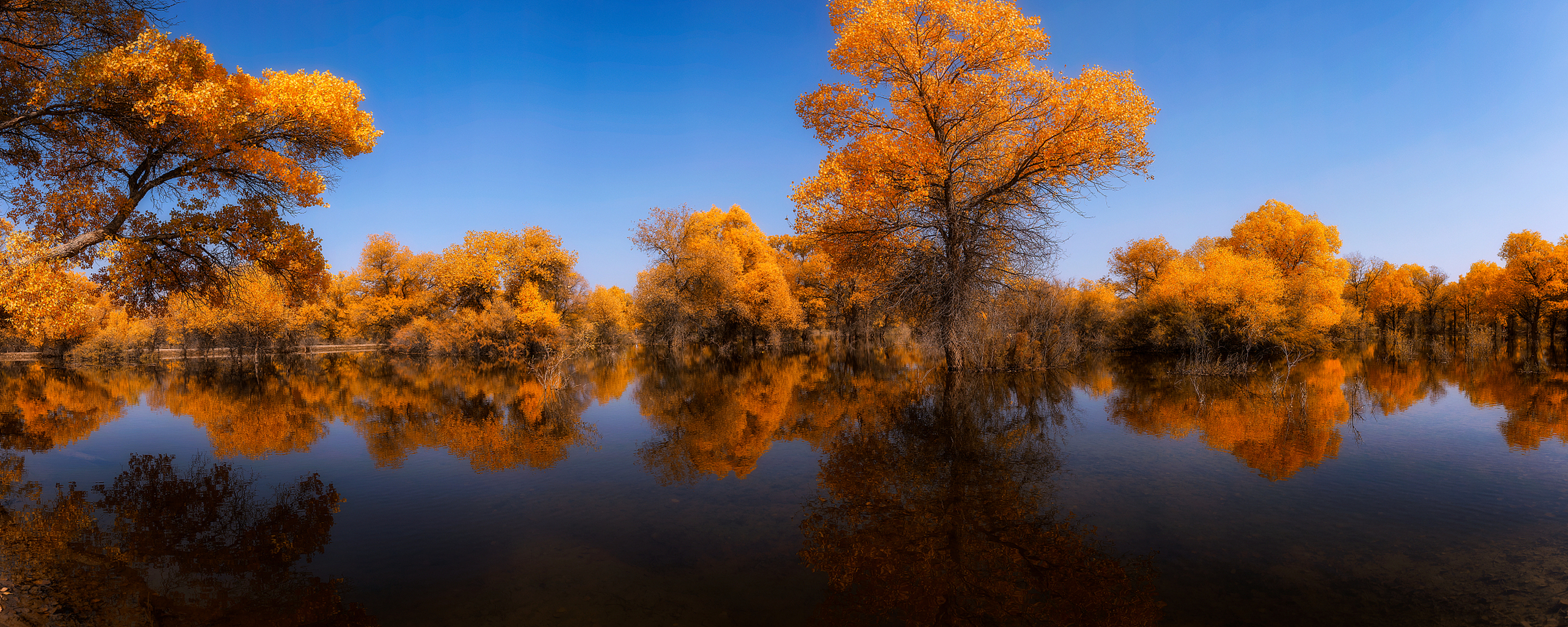 新疆胡杨,这片神奇的土地上的一道亮丽风景线,正在给沙漠和湖泊镶上