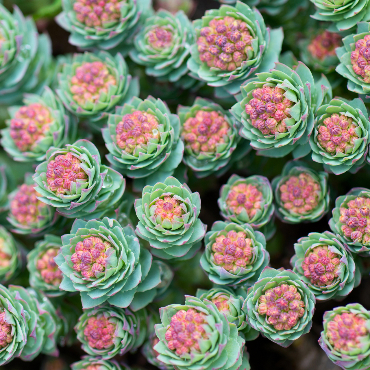 山地玫瑰 山地玫瑰是景天科莲花掌属,花语是"永不凋零的爱".