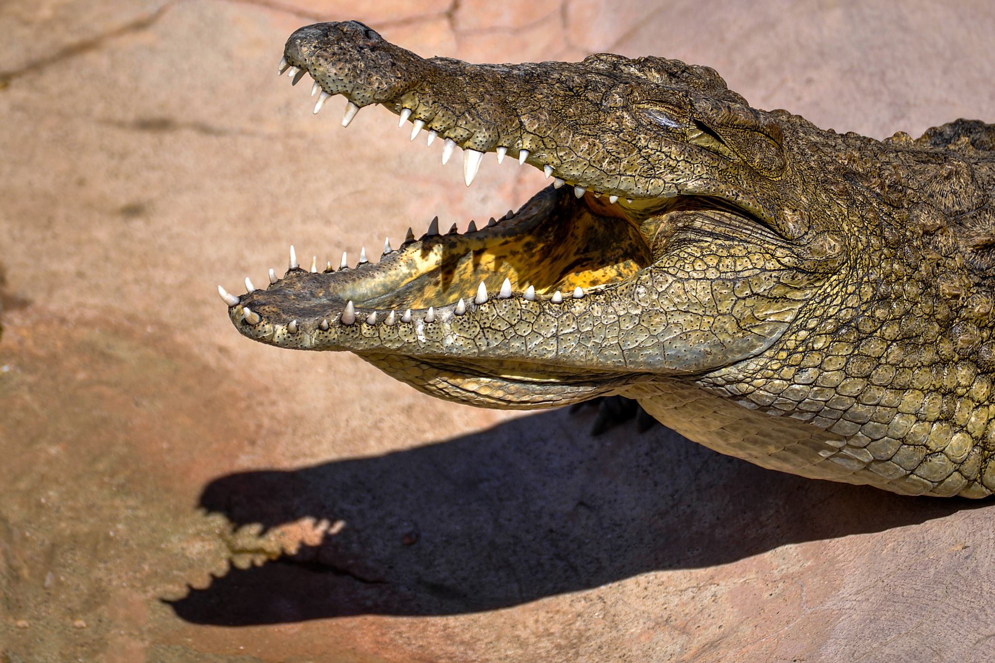 鳄鱼是脊索动物门,爬行纲,鳄目的一员,以其狩猎技巧,身体结构,生态